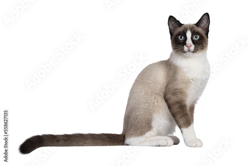 Adorable young Snowshoe cat kitten, sitting up straight side ways. Looking towards camera with the typical blue eyes. Tail stretched behind body. Isolated cutout on a transparent background. photo