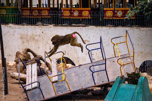 Canvas Print jumping monkey
