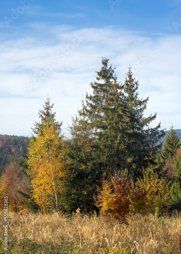  Scenic natural forest landscape in the morning