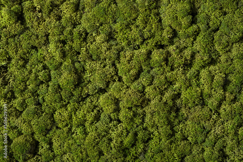 Moss background and wallpaper, green reindeer moss on inside wall of office.
