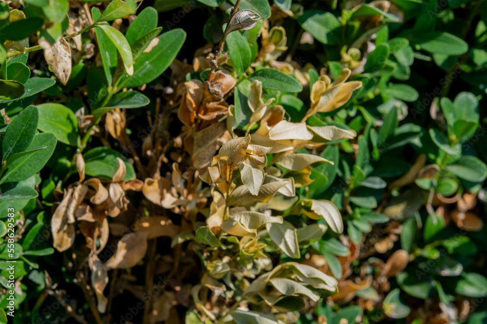 Pests of ornamental plants. Boxwood branches damaged by the boxwood pest moth caterpillar. Pests of ornamental plants. Boxwood branches damaged by the boxwood pest moth caterpillar.