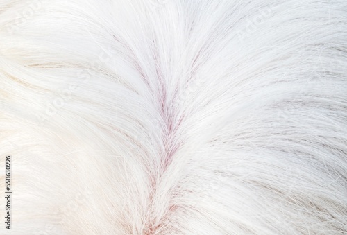 white fur background texture
