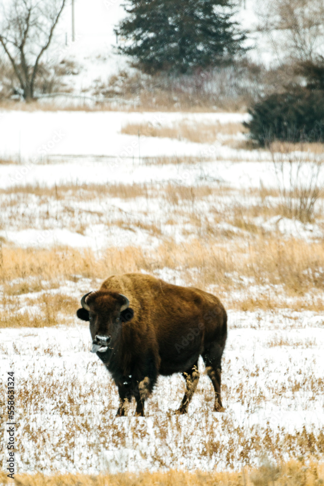 Straight on photo of a bison sticking its tongue out Straight on photo of a bison sticking its tongue out