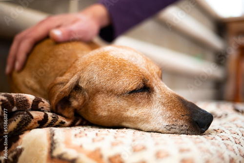 A man's hand strokes a sick old dachshund dog. The dog is resting at home.