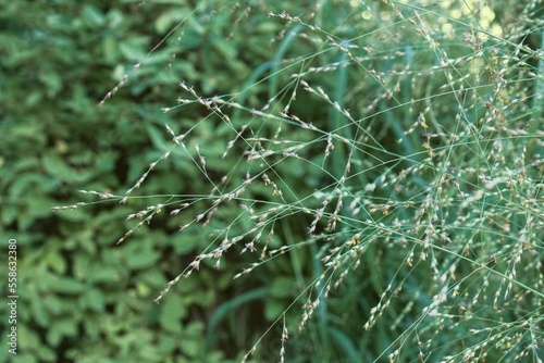 Close-up - Panicum virgatum 'Northwind' perennial grass