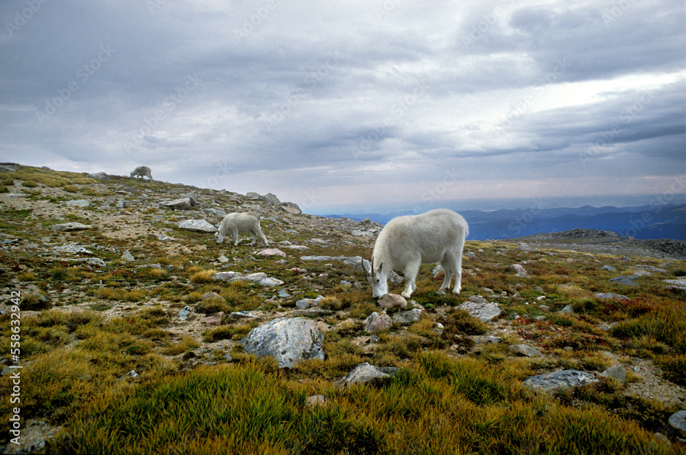 Three mountain goats feeding, Mount Evans, Colorado. Three mountain goats feeding, Mount Evans, Colorado.