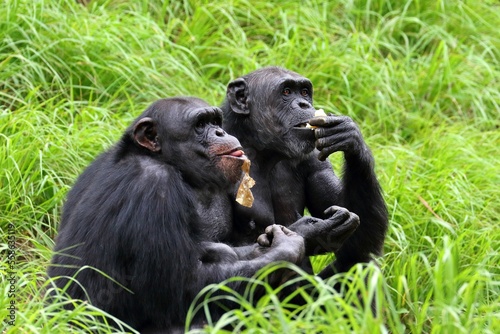 仲良くエサを食べるチンパンジーたち