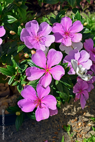 Silverleafed Princess flowers (Tibouchina mutabilis) on garden photo