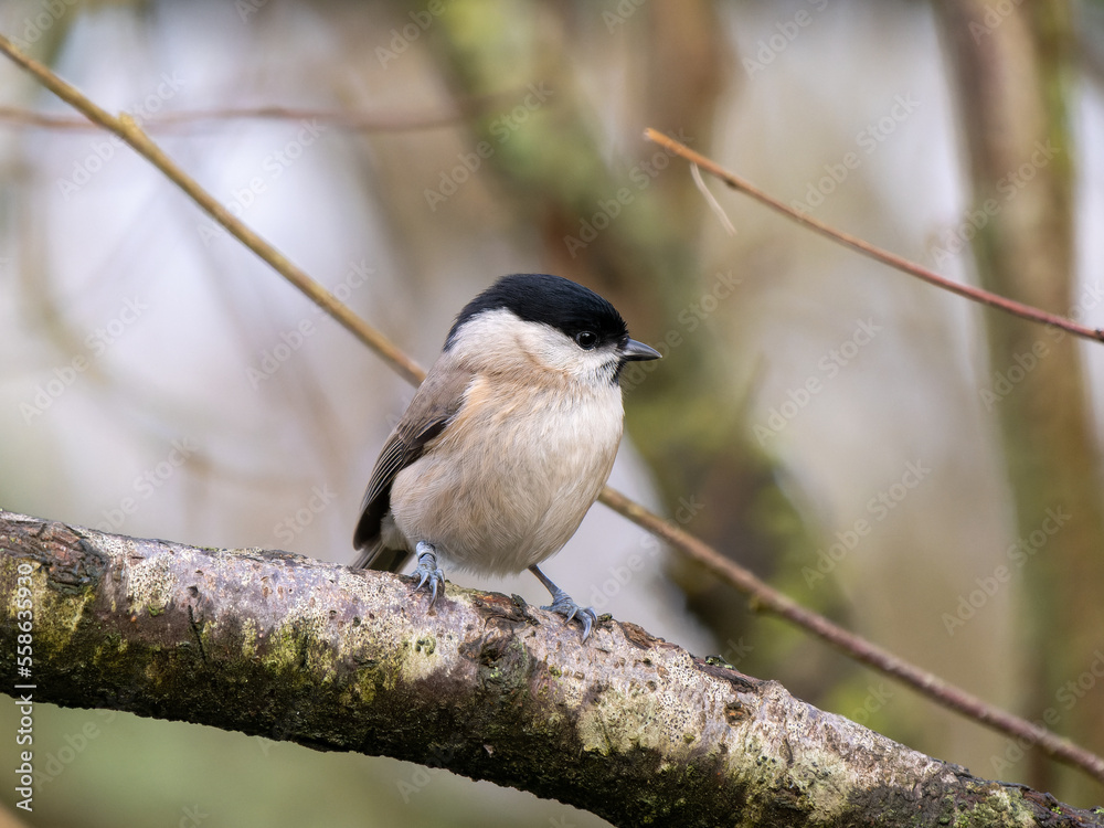 Obraz premium Marsh Tit Perched on a Branch