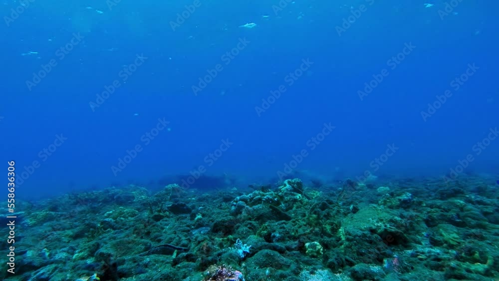 A Jellyfish floating by the coral reefs in the in the wast blue ocean A Jellyfish floating by the coral reefs in the in the wast blue ocean