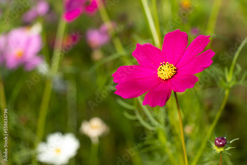 Beautiful pink color cosmos  Mexican aster  flower background