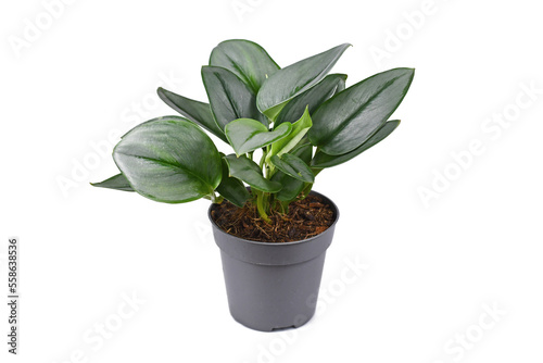Tropical 'Scindapsus Treubii Moonlight' houseplant in pot on white background