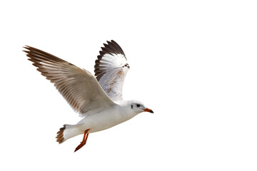 Beautiful seagull flying isolated on transparent background.