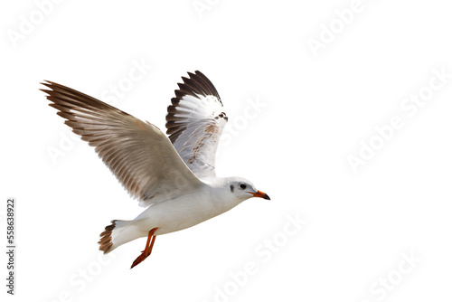 Obraz na plátně Beautiful seagull flying isolated on transparent background.