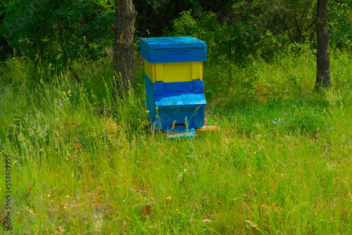 Bee apiary with colorful houses of bees among the green forest in nature