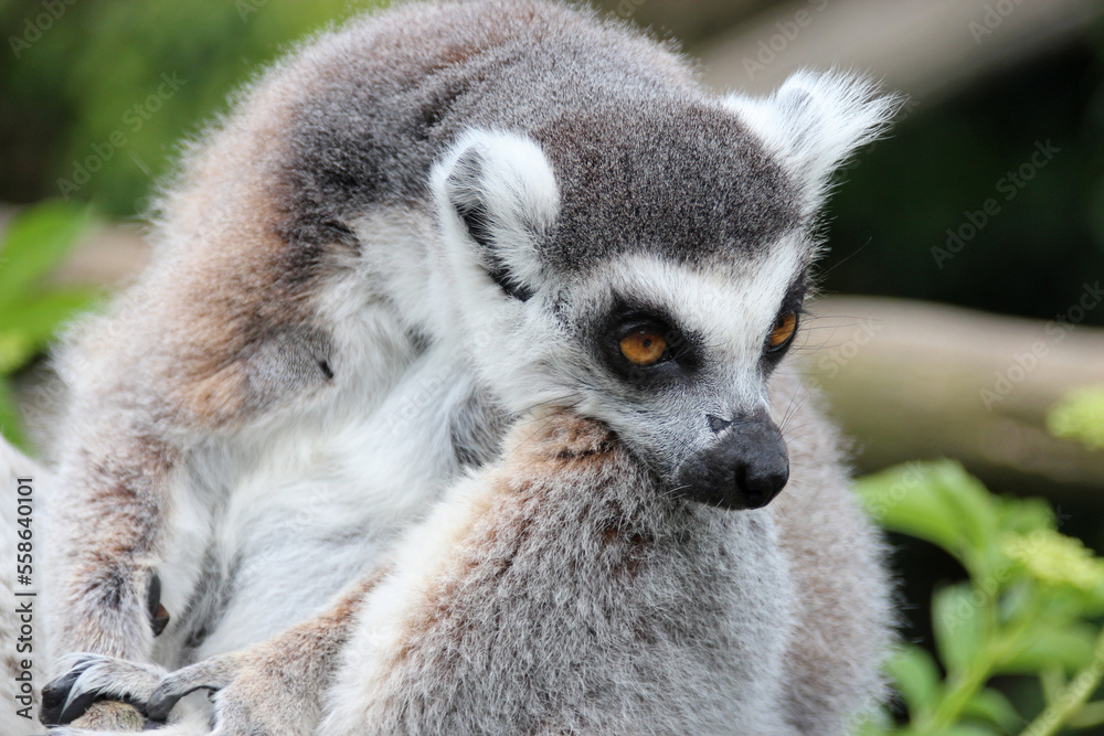 Obraz premium ring-tailed lemur (maki catta) in a zoo in france
