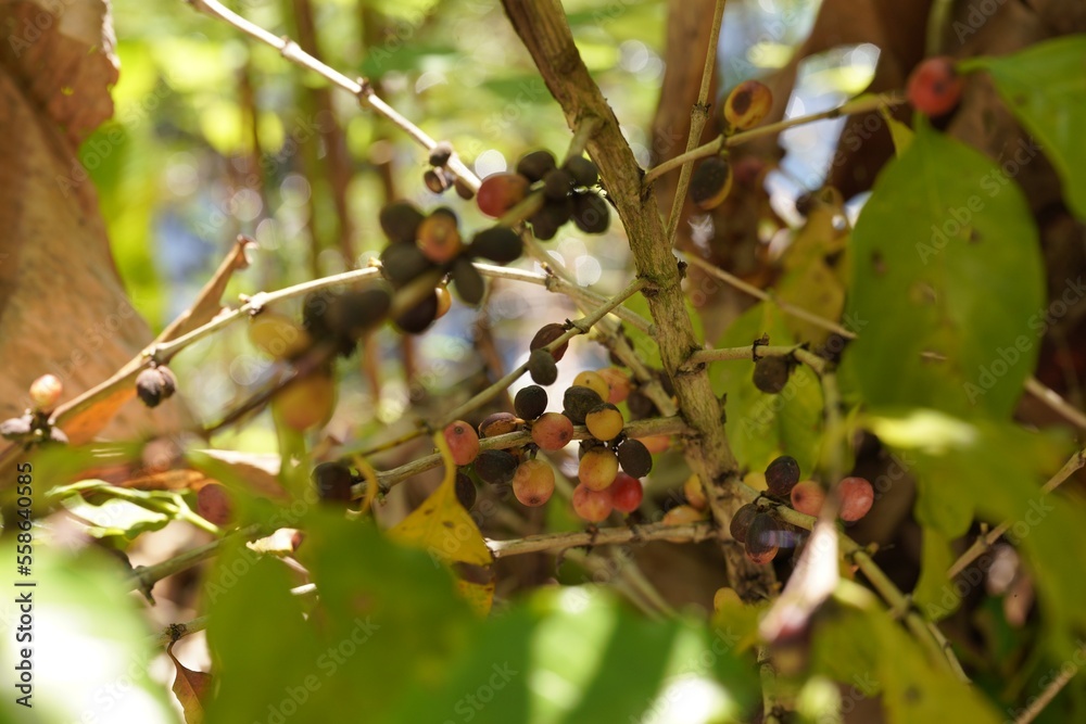 Damaged berries on the coffee tree.