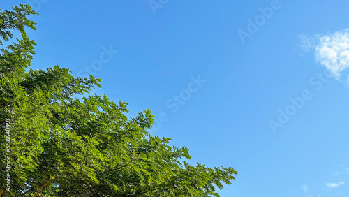 View of tree top leaves on blue sky background