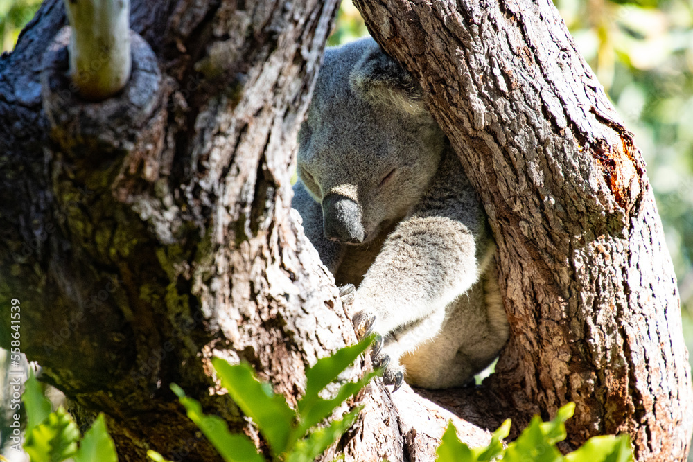Obraz premium Beautiful, cute, adorable wild koala bear while sleeping between branches of eucalyptus tree found on Magnetic Island, Queensland, Australia. Symbol of Australia