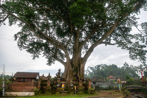 Large Banyan tree in Kayu Putih Tourism is located in Baru Village, Marga District - Tabanan Regency, Bali