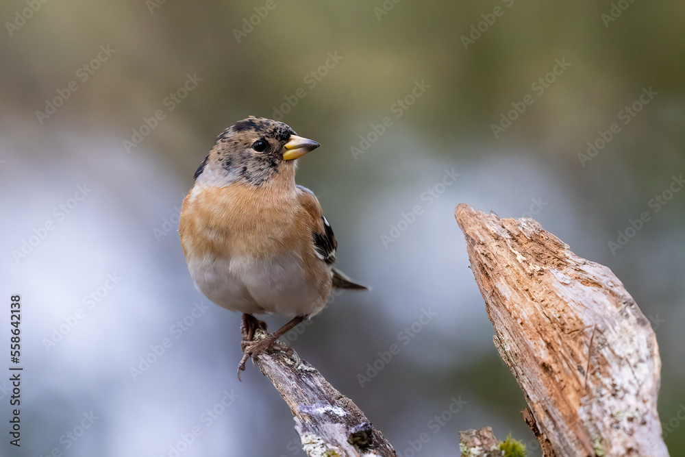 Brambling
