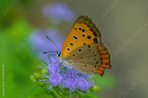 A common copper on a blue flower