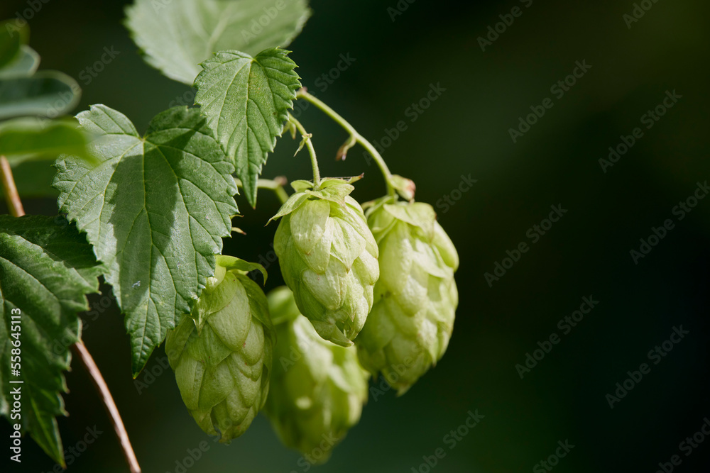 Green ripe hop cones on the plantation on black background in backlit. Green ripe hop cones on the plantation on black background in backlit.