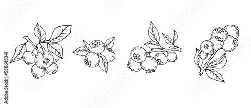Linear sketches of blueberry branches with wild berries and foliage.Vector graphics. 