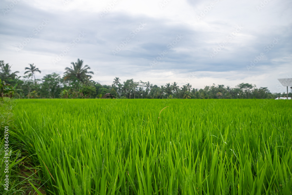 Fototapeta premium Indonesian rice fields, young rice that has not yet fruited