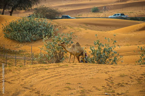 Camels in the Desert, Ras al-Khaimah, United Arab Emirates, Asia. photo