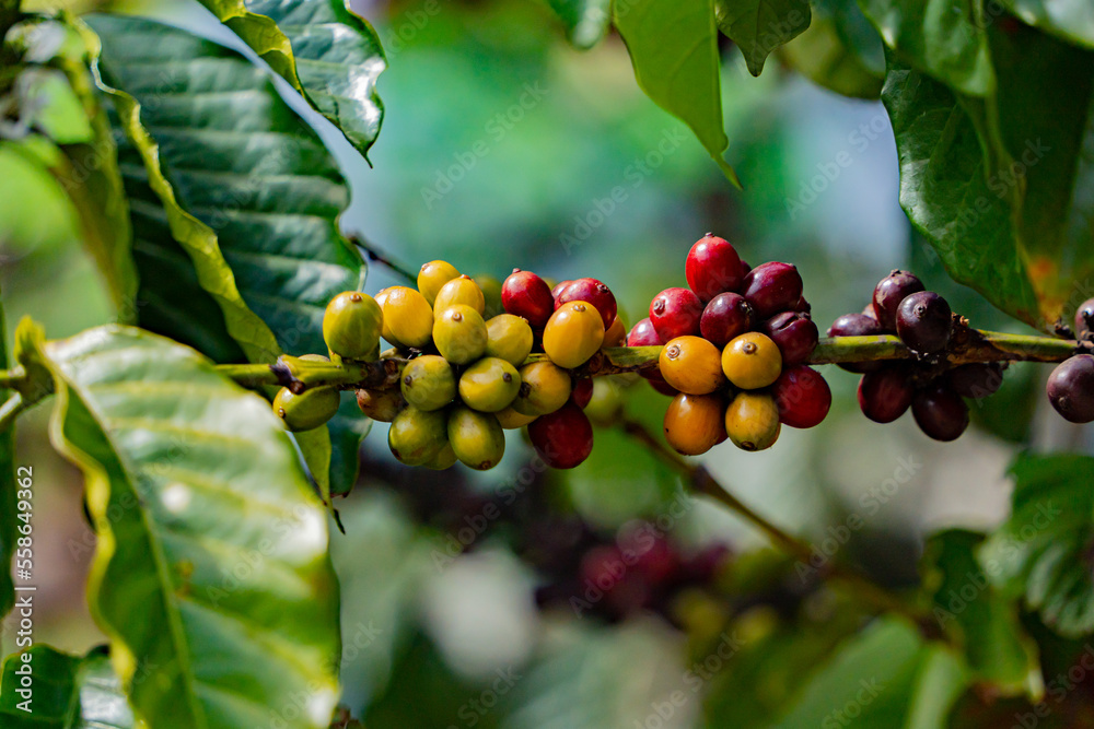Coffee fruits on a branch. January in Dalat in Vietnam. Coffee fruits on a branch. January in Dalat in Vietnam.