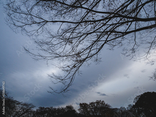 どんよりとした雲と落葉樹
Dull clouds and deciduous trees
