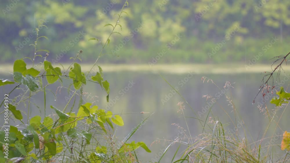 Summer rain on a forest river. View through the leaves. Selective focus Summer rain on a forest river. View through the leaves. Selective focus