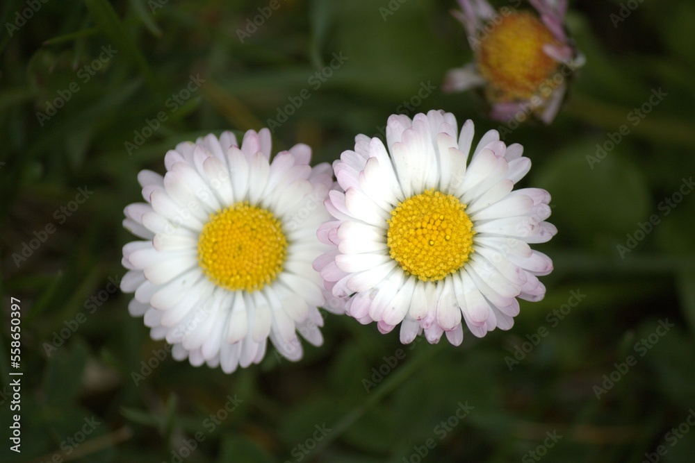 Obraz premium white daisy in the garden