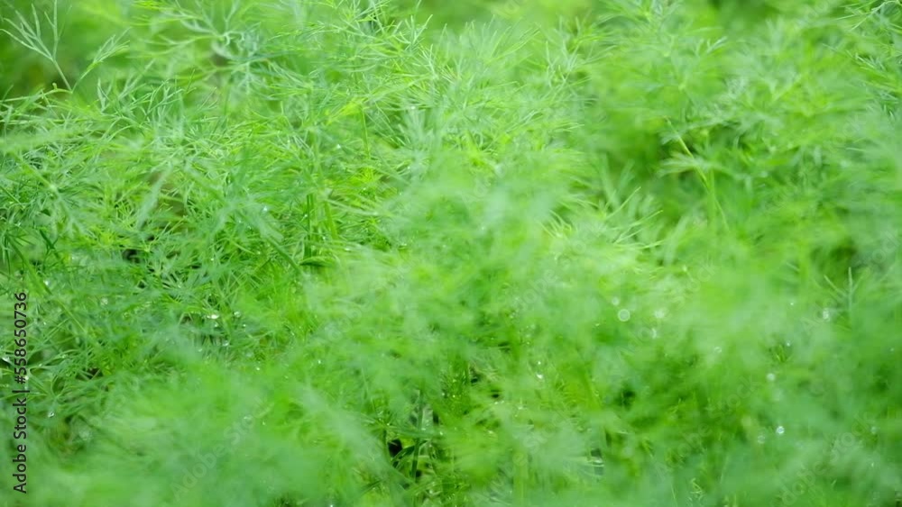 Fresh Dill Growing in a Garden Bed. Dill Herb Outdoors on a Farm Plantation. Green Leaves of Fennel with Dew Water Drops Close Up. Organic Farming, Agriculture. Spicy Greenery for Culinary. Vegetable Fresh Dill Growing in a Garden Bed. Dill Herb Outdoors on a Farm Plantation. Green Leaves of Fennel with Dew Water Drops Close Up. Organic Farming, Agriculture. Spicy Greenery for Culinary. Vegetable