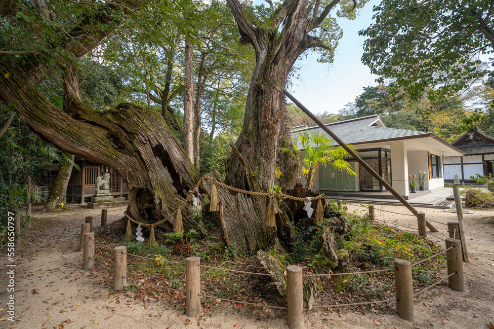 Fototapeta premium 大山祇神社
