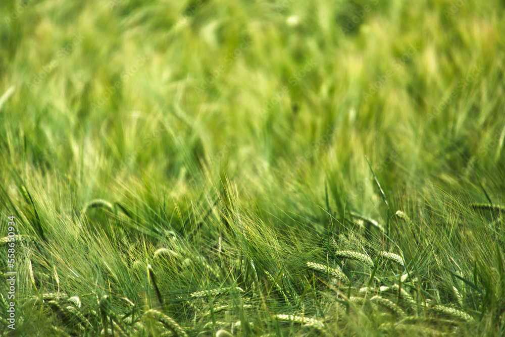 Obraz premium Barley hordeum vulgare with blurred background 