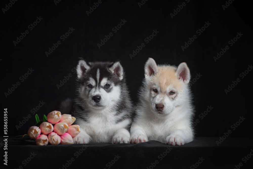 two Siberian husky puppies with a bouquet of artificial tulips on a black background two Siberian husky puppies with a bouquet of artificial tulips on a black background