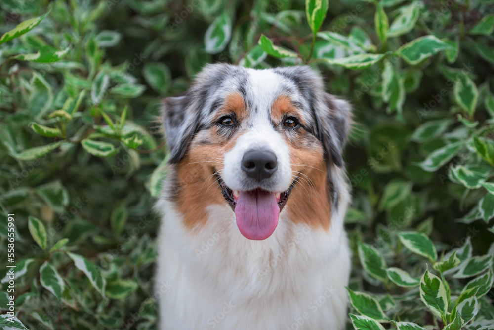 portrait of a smiling Australian Shepherd dog in the branches of a birch bark