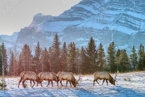 elk with Mountains with in the background in Banff national park Canada