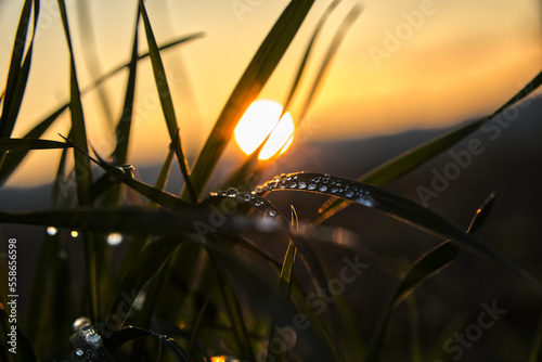 Many water droplets on grass with sunset in background