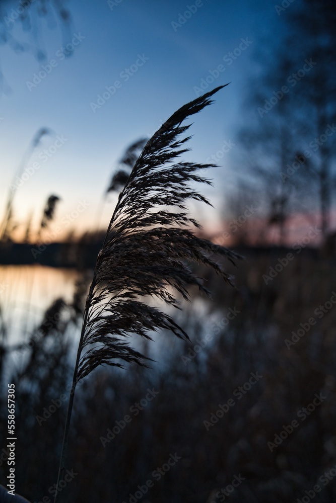 Obraz premium Wonderful blue golden red sky after sunset with trees in foreground
