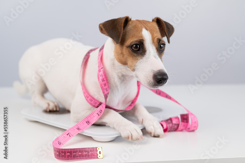 Fotografia Dog jack russell terrier stands on a scale with a measuring tape