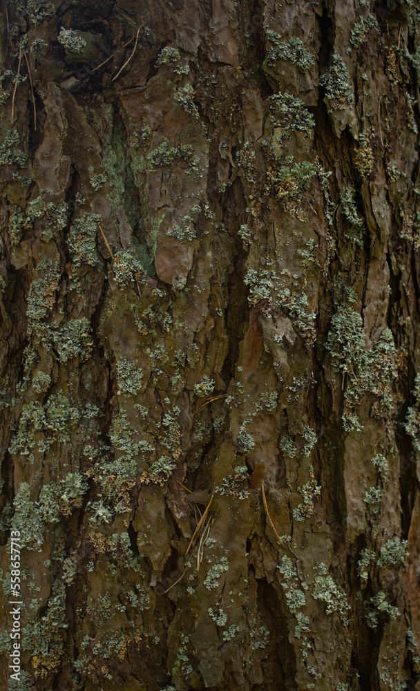 Background of an old tree trunk in the forest. The bark of the tree is covered with moss and lichen. Close-up of the texture of the bark of a tree trunk in a foxhole. Concept background and wallpaper. Background of an old tree trunk in the forest. The bark of the tree is covered with moss and lichen. Close-up of the texture of the bark of a tree trunk in a foxhole. Concept background and wallpaper.