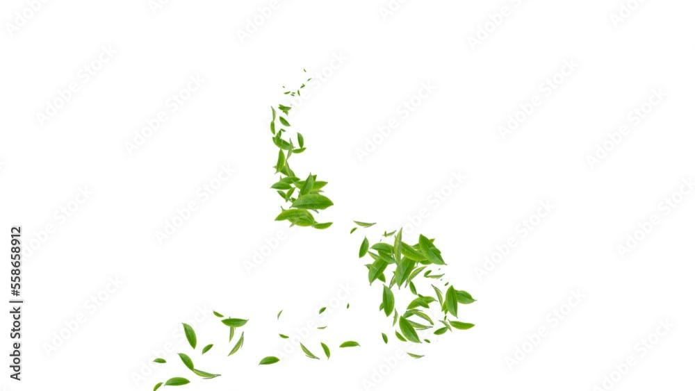 Animated green tea in transparent background. High quality of flying leaves footage Animated green tea in transparent background. High quality of flying leaves footage