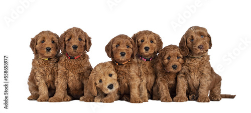Photography Row of seven adorable red 8 weeks young Cobberdog aka Labradoodle puppies, sitting all beside each other