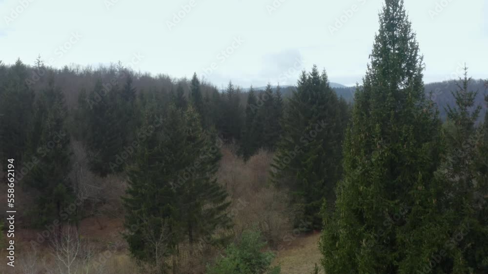 Aerial shot of a pine forest with mountains behind on a cloudy day, in Slovenia Aerial shot of a pine forest with mountains behind on a cloudy day, in Slovenia