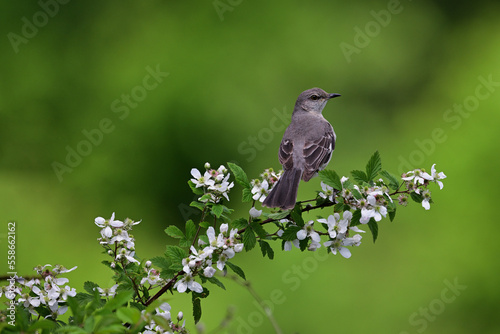 фотографія Mockingjay Bird on a Flower