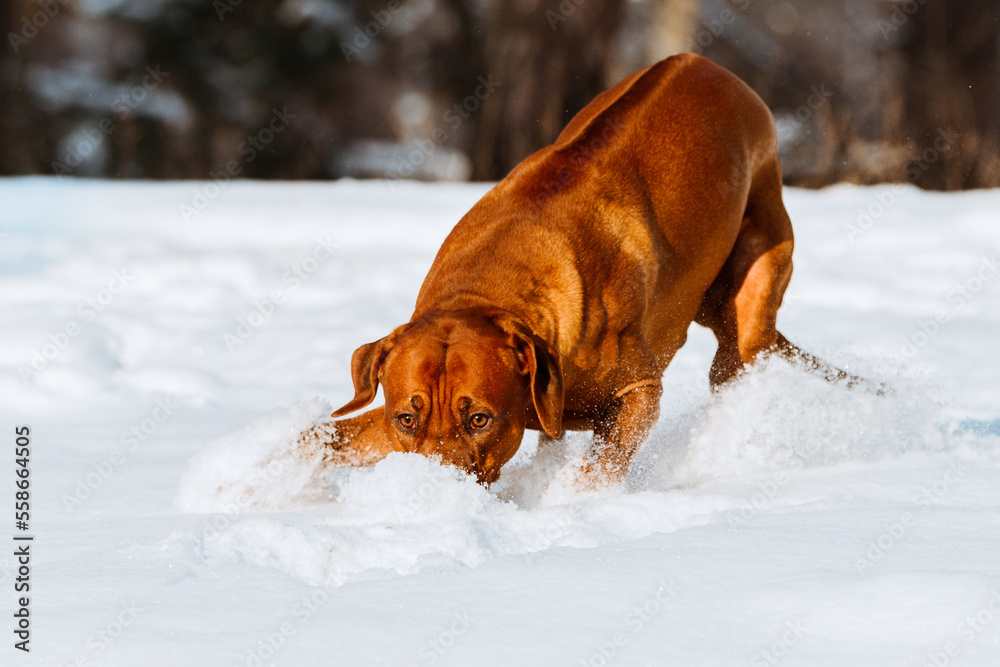 rhodesian ridgeback dog having fun running at snowy winter forest rhodesian ridgeback dog having fun running at snowy winter forest