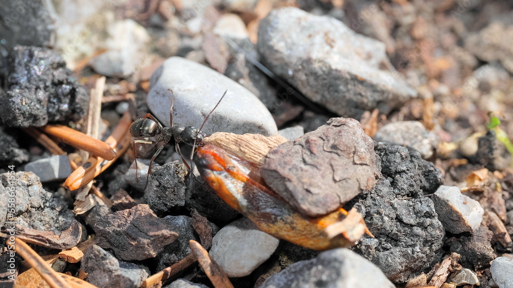 Formica fusca silky ant ant pulls away a piece of wood on the ground Formica fusca silky ant ant pulls away a piece of wood on the ground